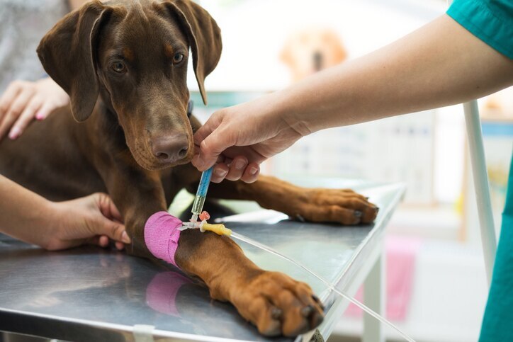 A dog gets medication through an IV at the vet.