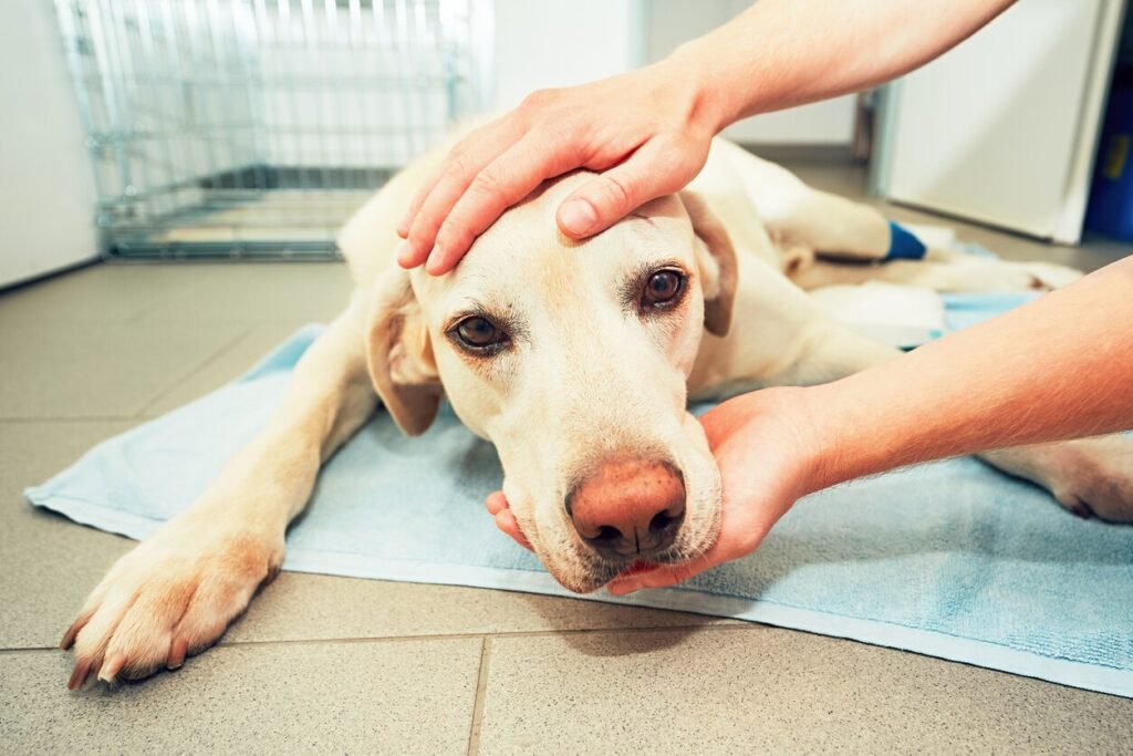 A yellow lab lays on the floor of a vet's office.