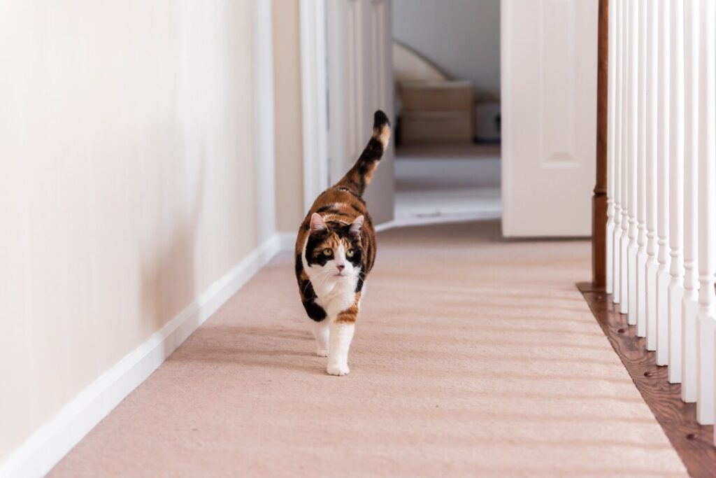whipworms in cats; a cat walks down a carpeted hallway.