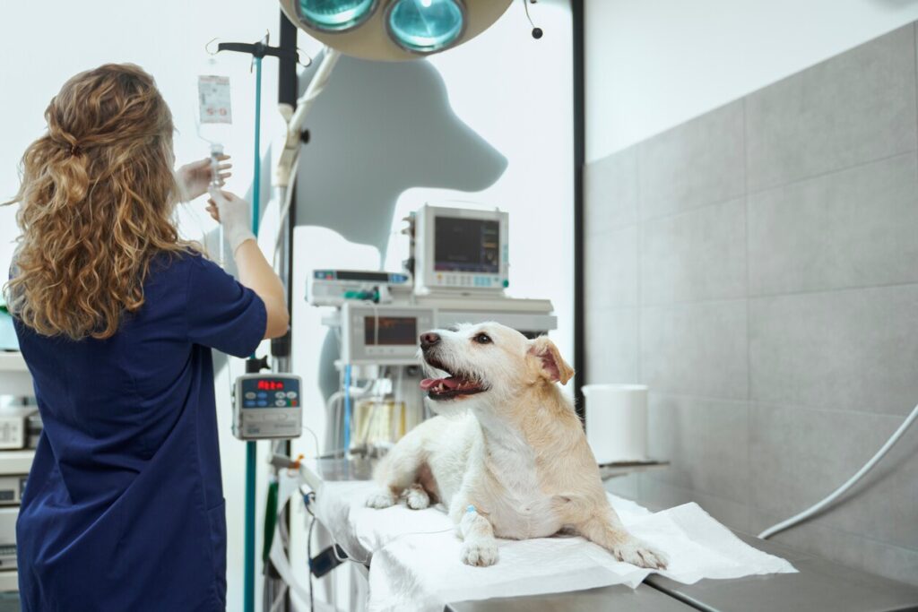 dog lying on vet table waiting for surgery prep.