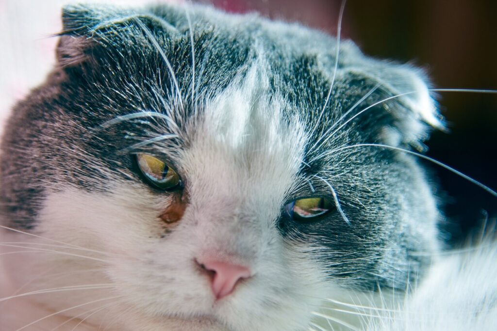 up close of gray and white cat with watery eyes