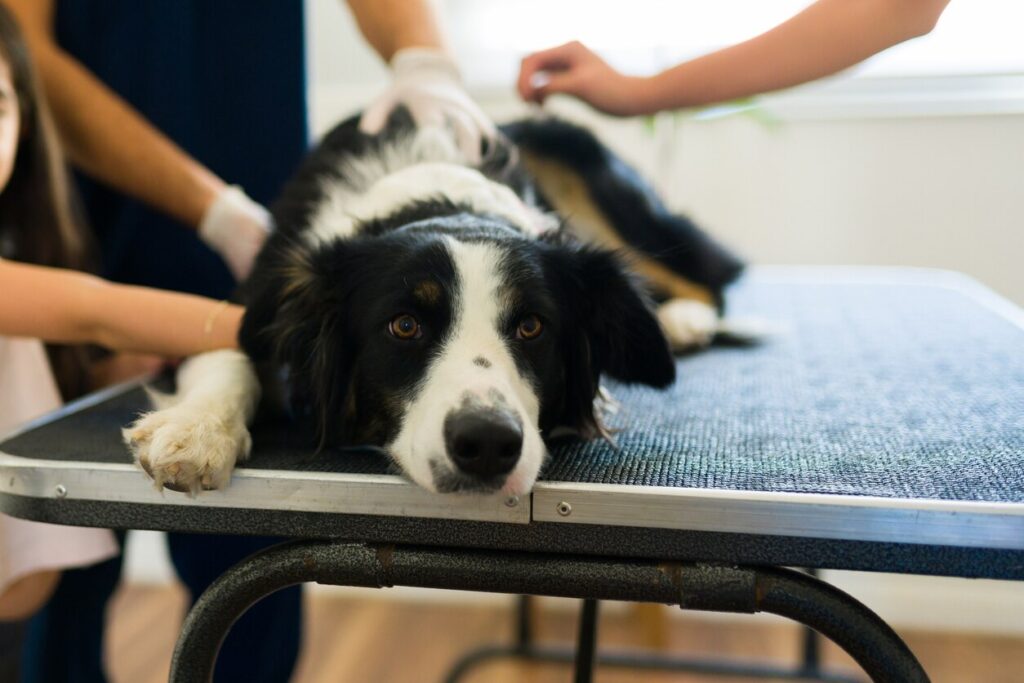 A border collie lays down at the vet.