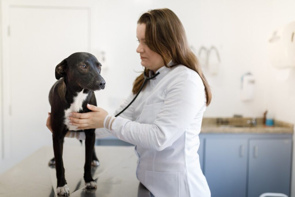 vet listening to a dog's heartbeat in office