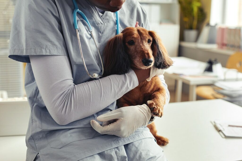 vet in scrubs cuddling brown dog in arms