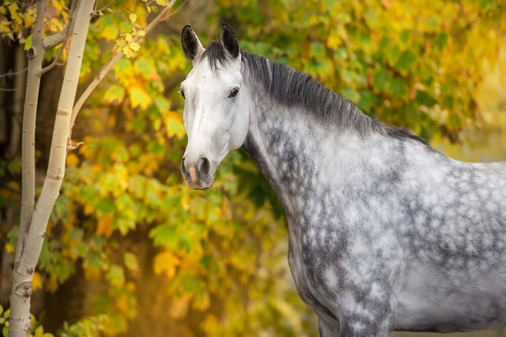 Gray horse