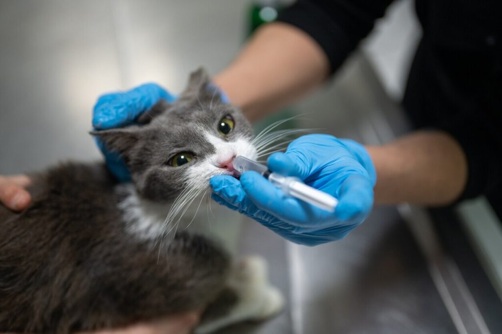 A vet puts a syringe in a cat's nose.