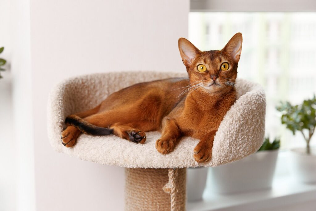 abyssinian cat sitting in a cat tree looking at the camera