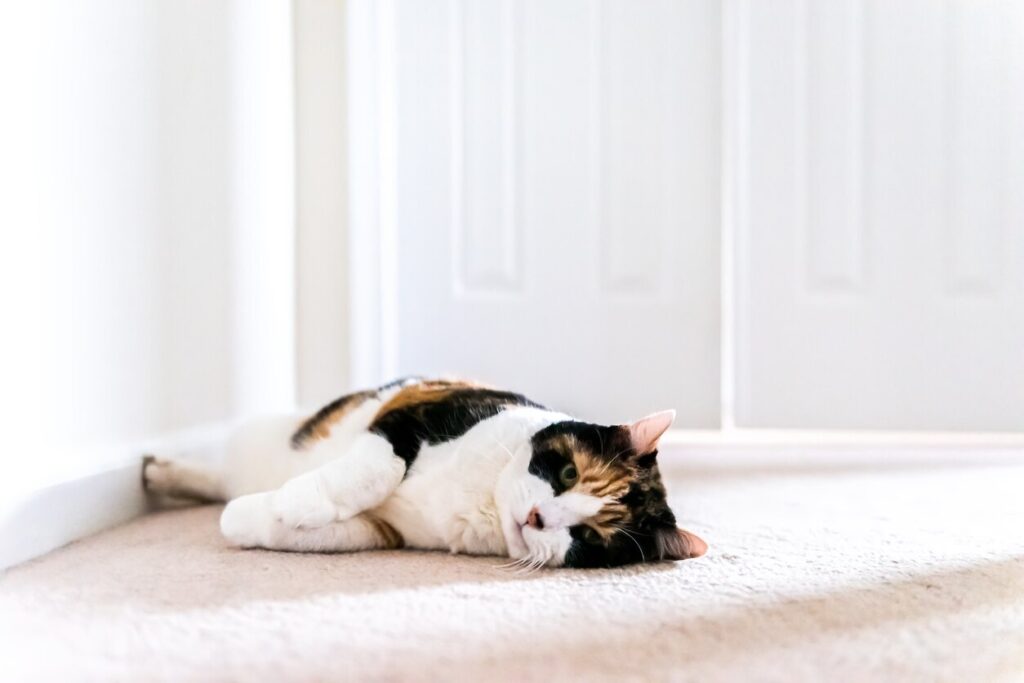 senior calico cat lying in hallway