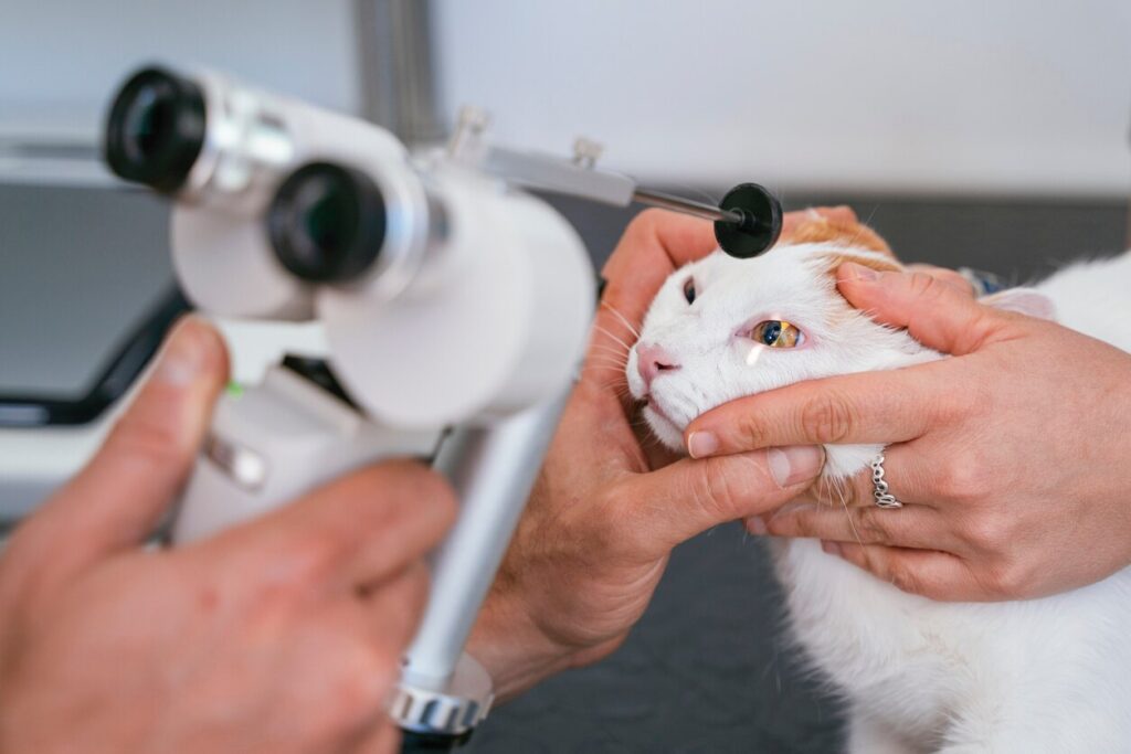 cat getting eye checked under microscope at vet office