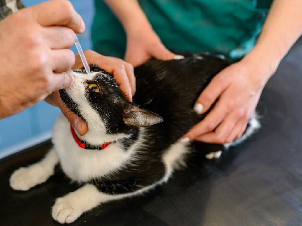 vet placing eye drops into cat's eye