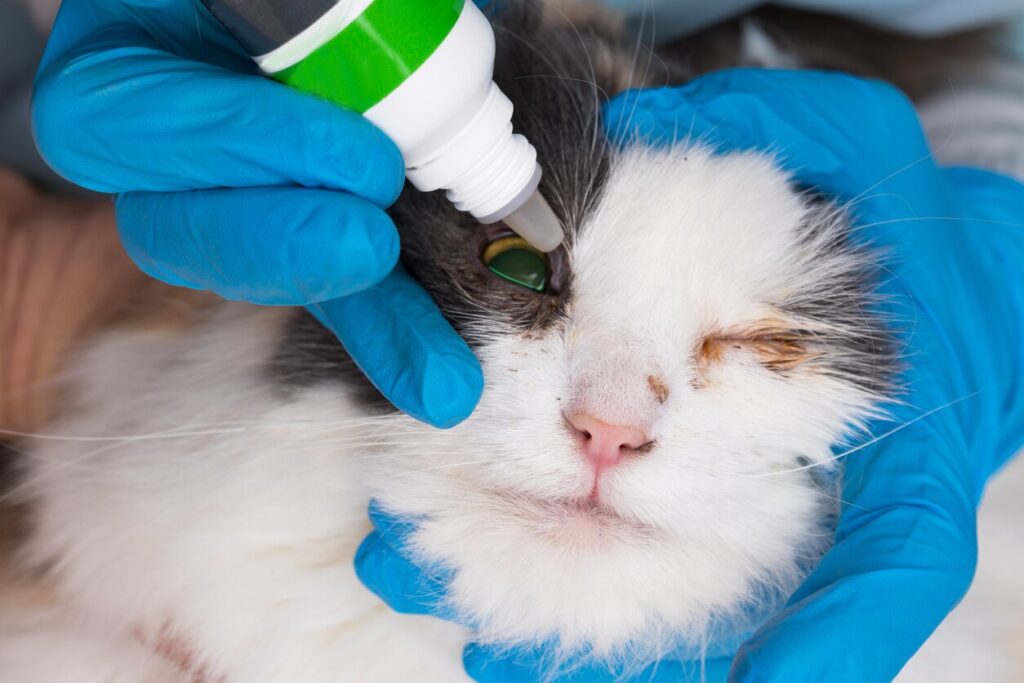 vet placing eye drops in sick cat's eye
