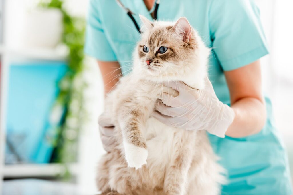 ragdoll cat being held at vet office