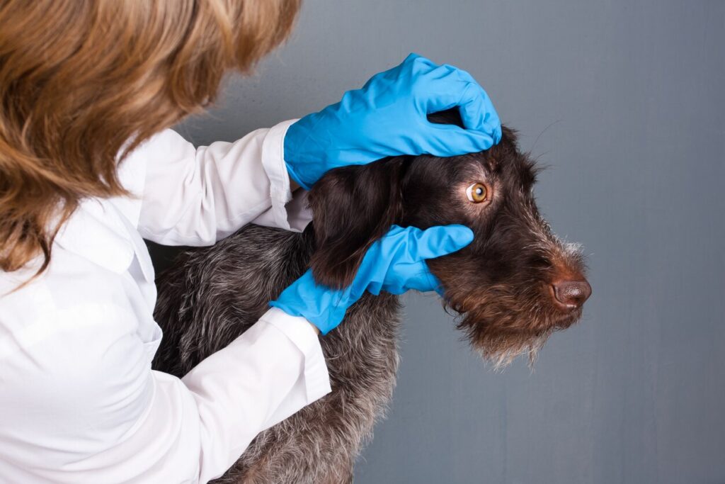 vet examining dog's eye at vet office