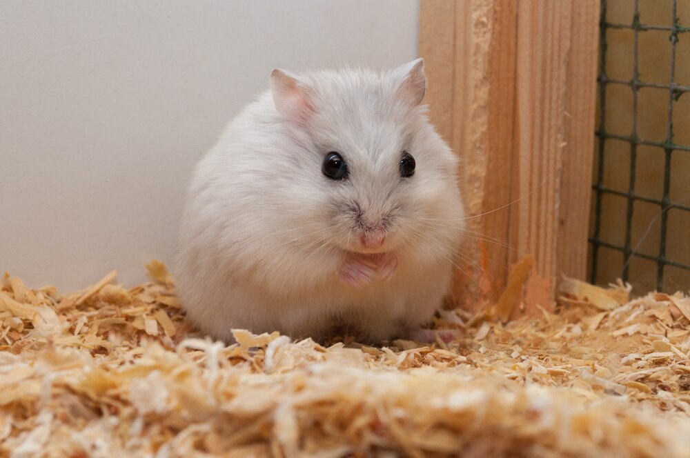 Dwarf hamster up close