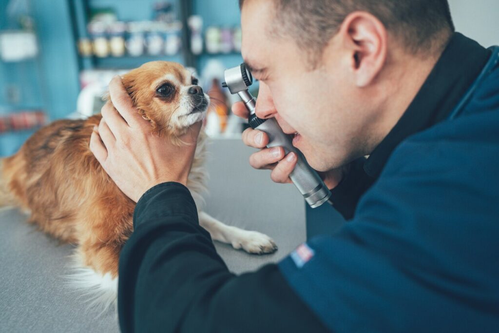 vet examining chihuahua dog eye