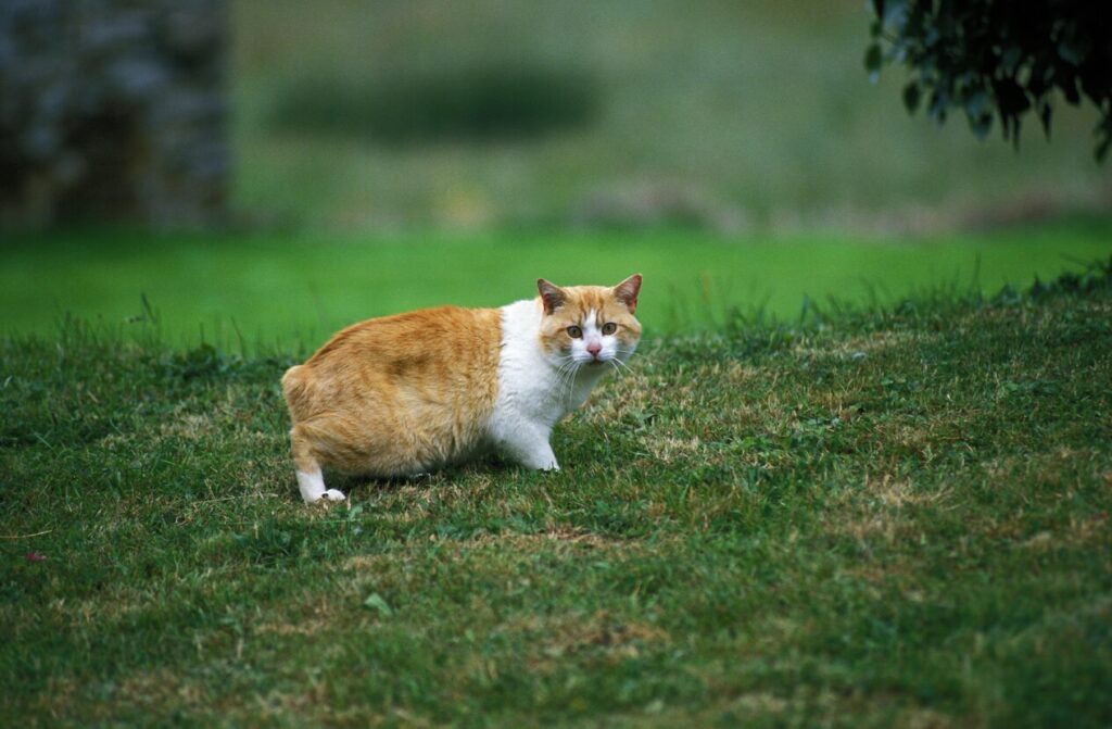 A Manx cat stands in a yard.