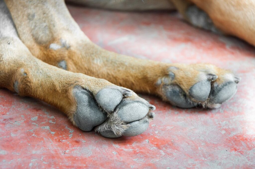 A dog's paws with hyperkeratosis.