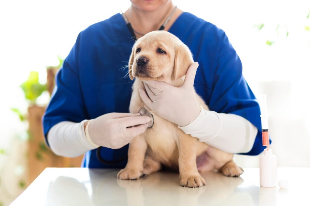 A yellow lab puppy gets a check-up from their vet.