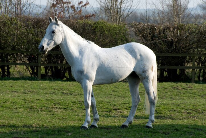 White horse outside