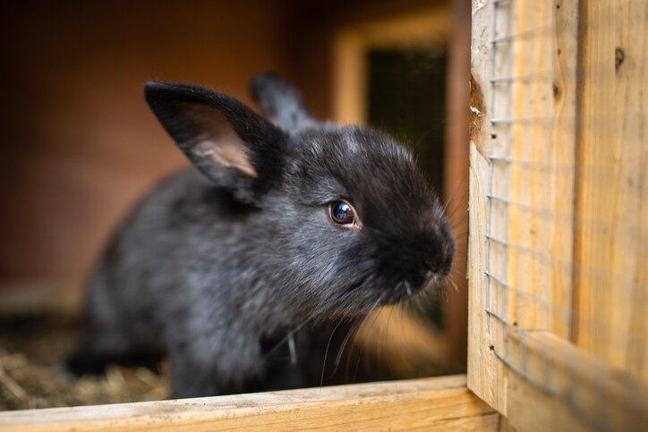 Black rabbit peeking out of hutch