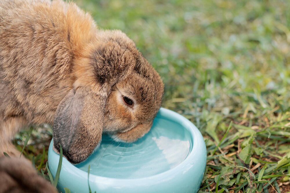 Rabbit drinking water out of a bowl