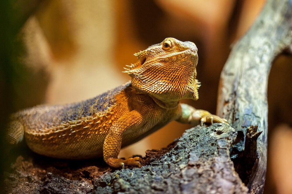 Close up of bearded dragon