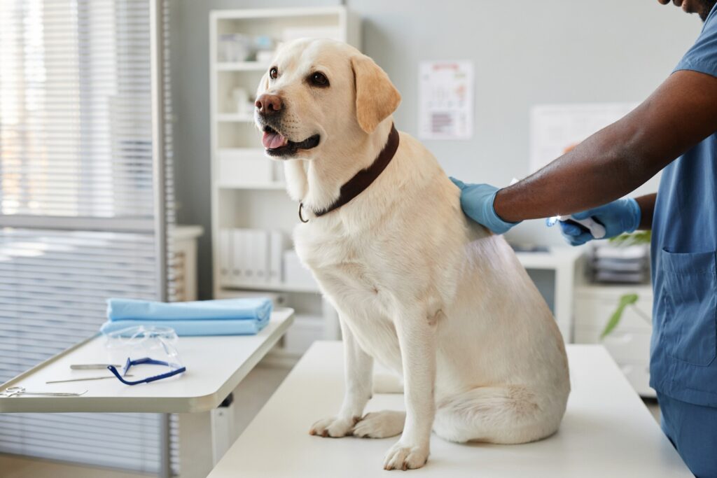 A yellow lab sits at the vet.