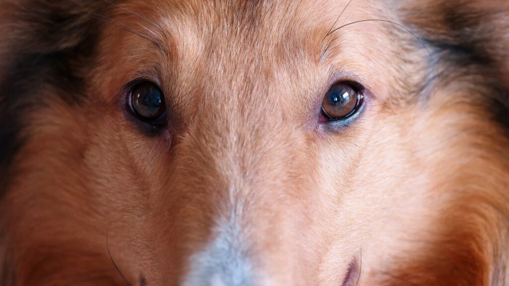 A Rough Collie looks into the camera.