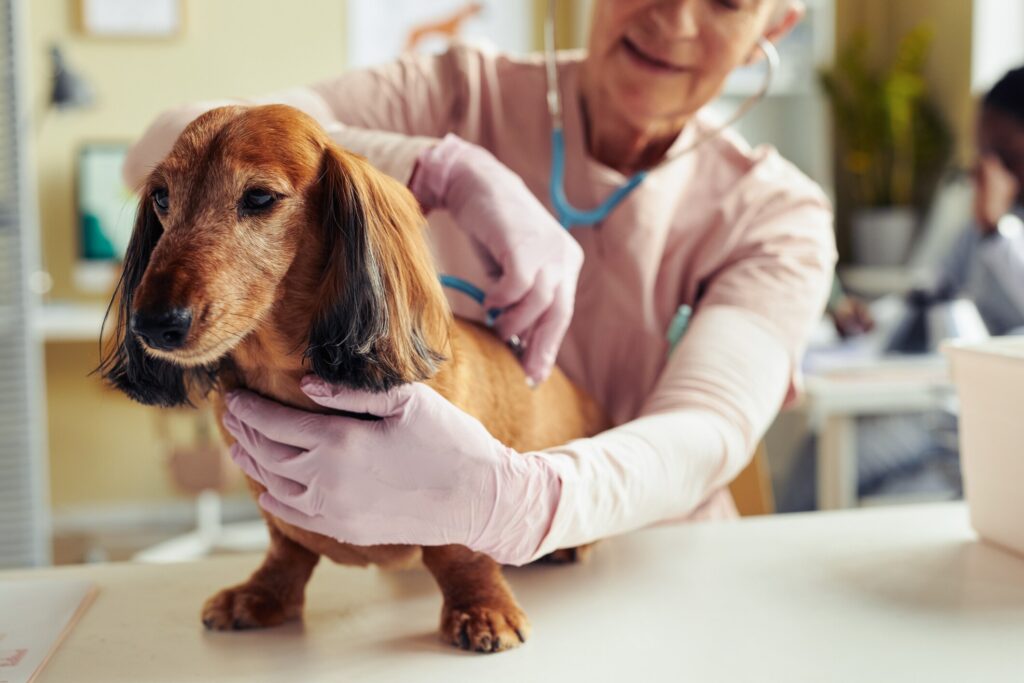 An senior pup visits their vet.