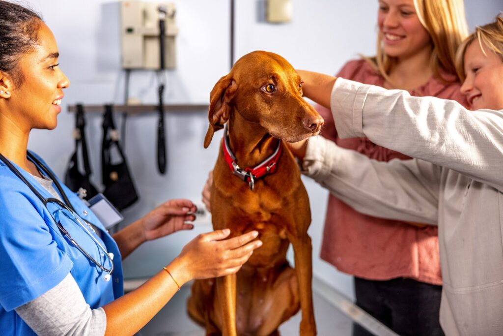 A dog is examined by their vet team.