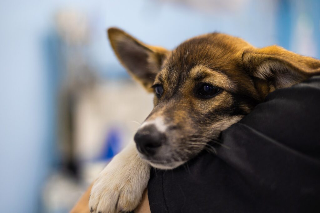 A puppy visits the vet.