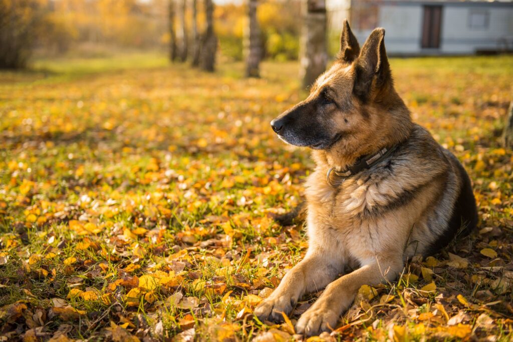 A German Shepherd lays on the grass with an autumnal backdrop.