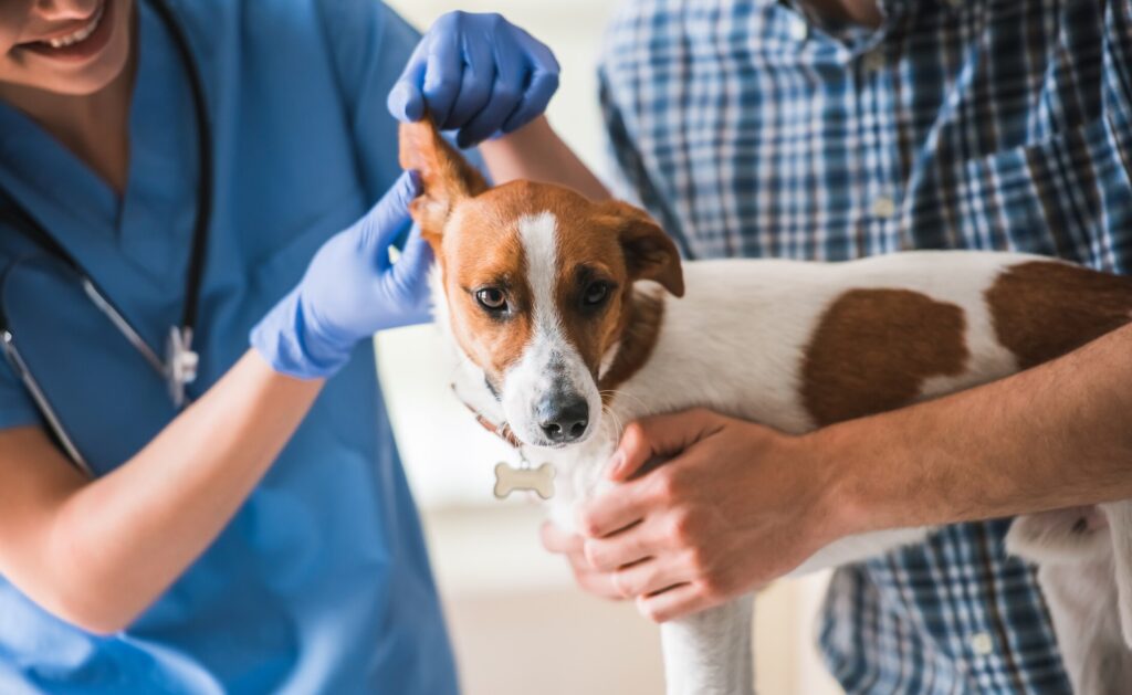 A vet checks a dog's ears.