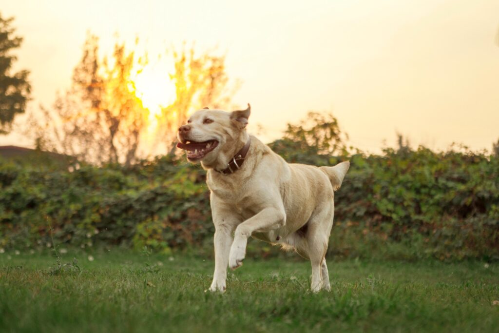 A yellow Lab runs through a field at sunset.