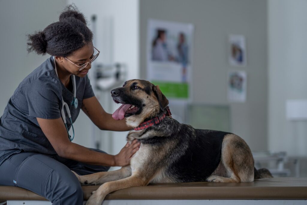 A German Shepherd sits with their vet.