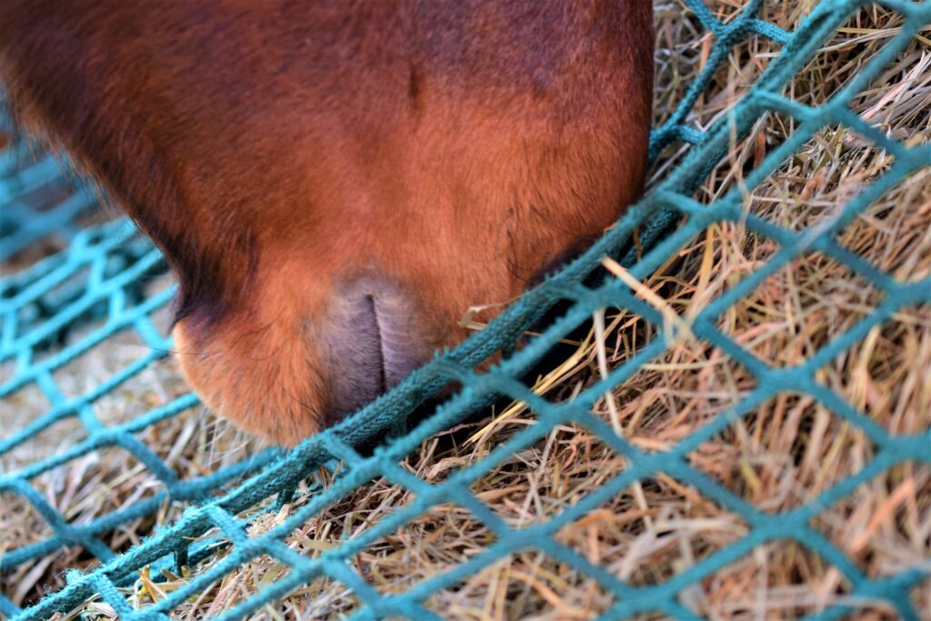 Horse eating hay out of a net