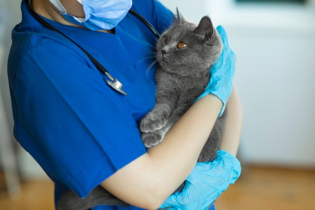 A cat is held by their vet.