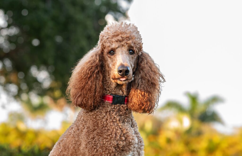 A Standard Poodle stands in a backyard.