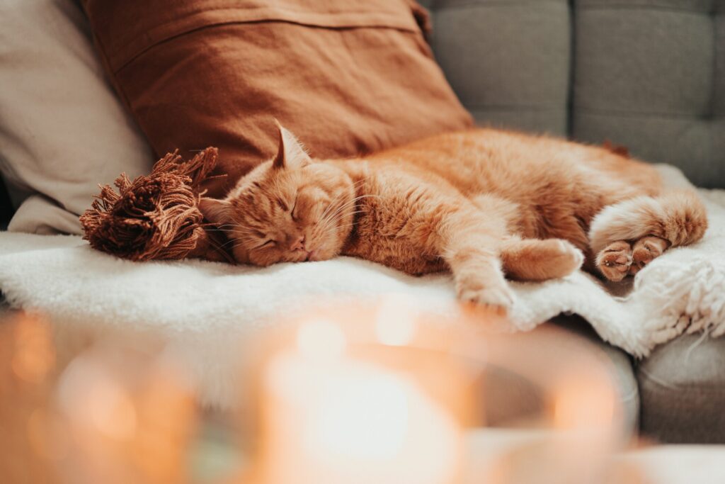 A cat sleeps by candlelight.