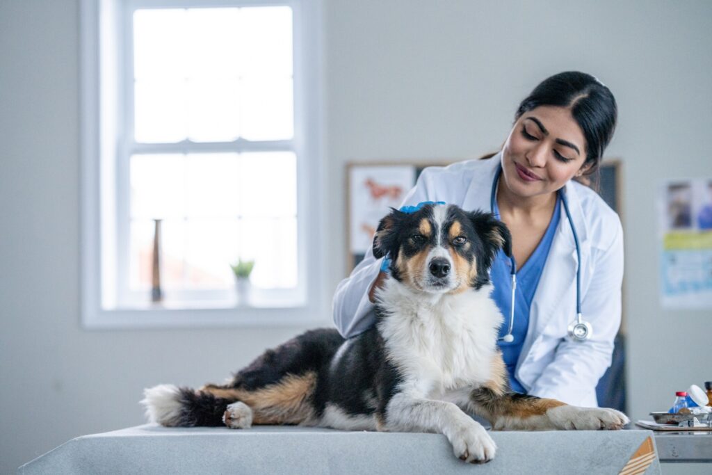 vaginal discharge in dogs; a dog sits with his vet.