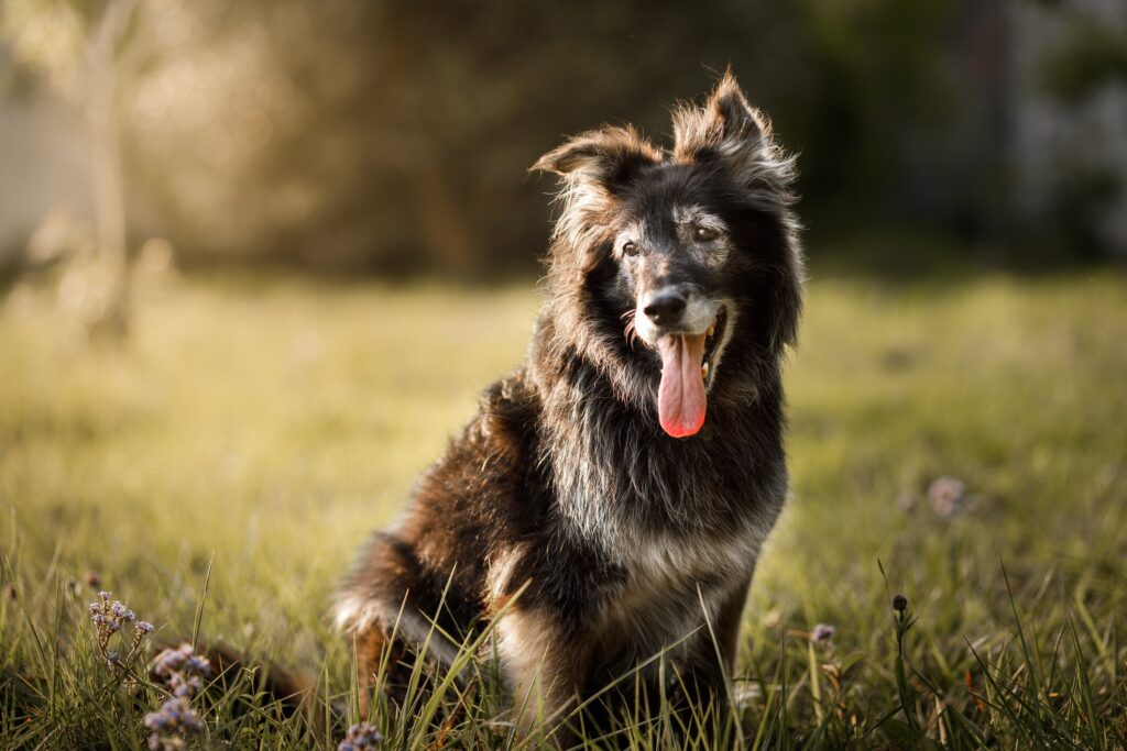 An senior dog sits in a field.