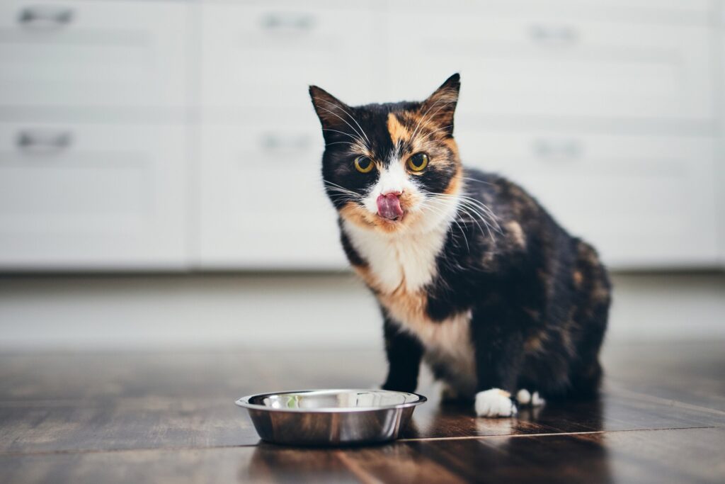 A colorful cat licks their lips.
