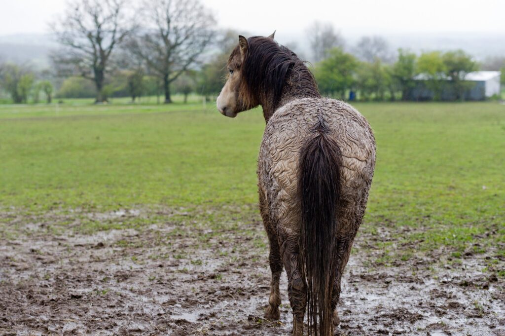 Horse standing in the rain