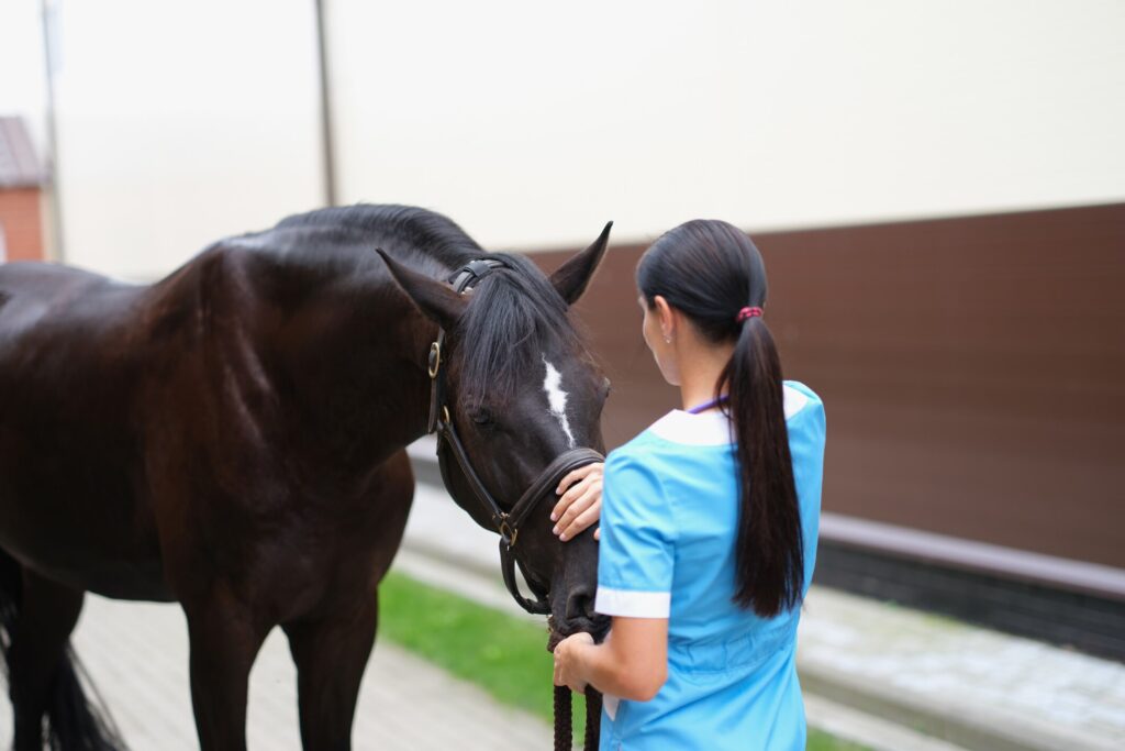 Veterinarian looking after horse