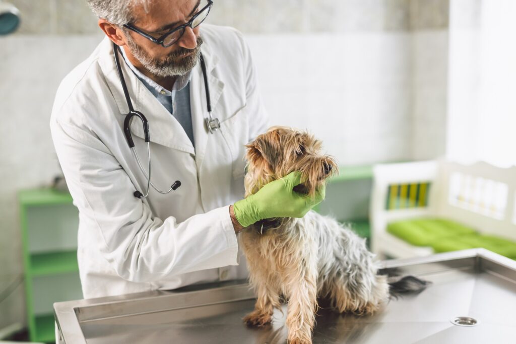 A dog is examined by their vet.