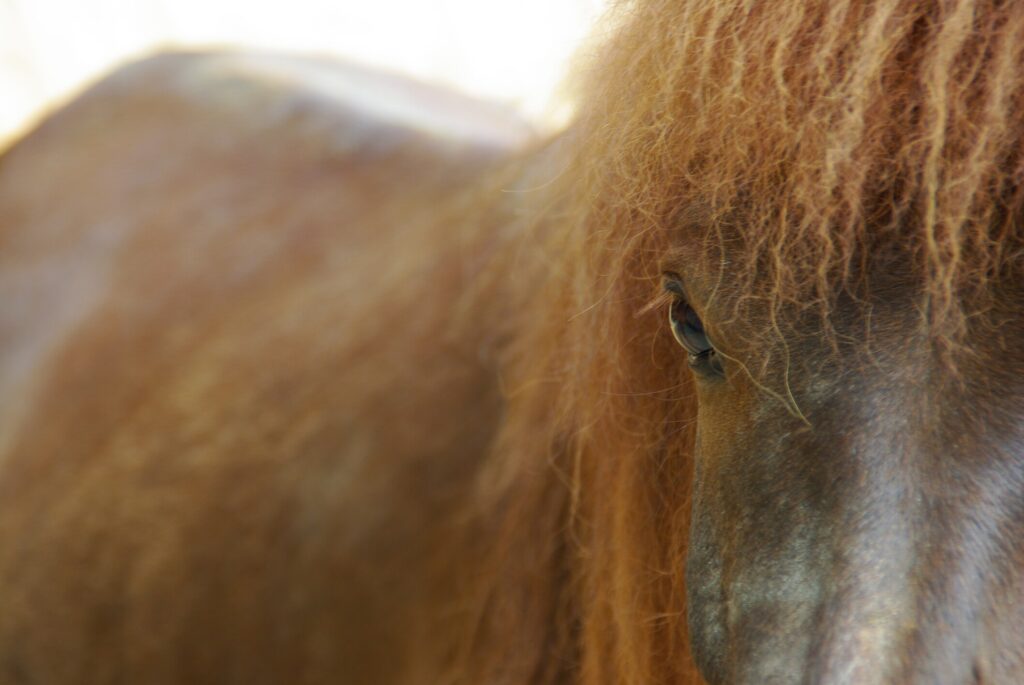 Brown horse