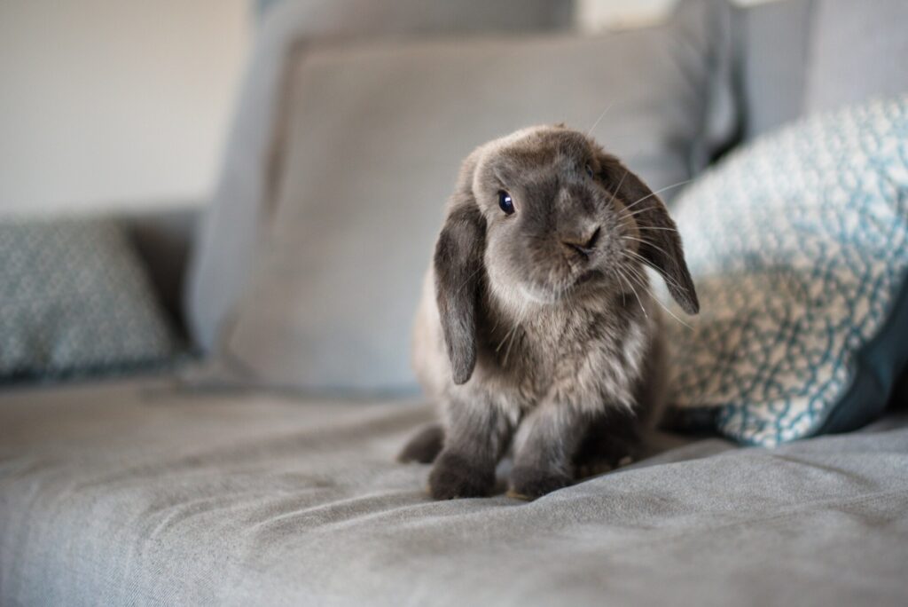 Lop rabbit sitting on couch