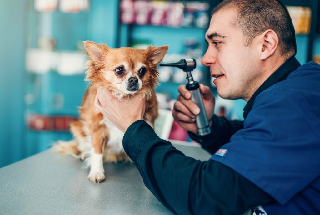 vet looking in the ear of little fluffy Chihuahua dog