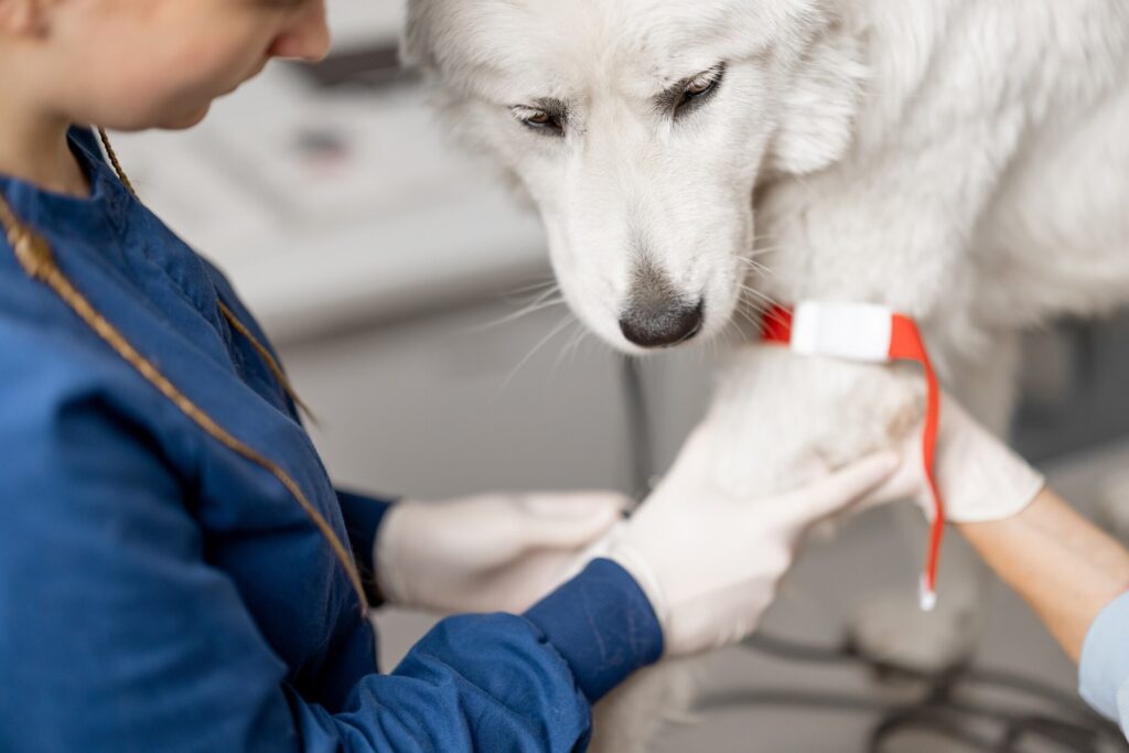 white fluffy dog at vet getting blood drawn