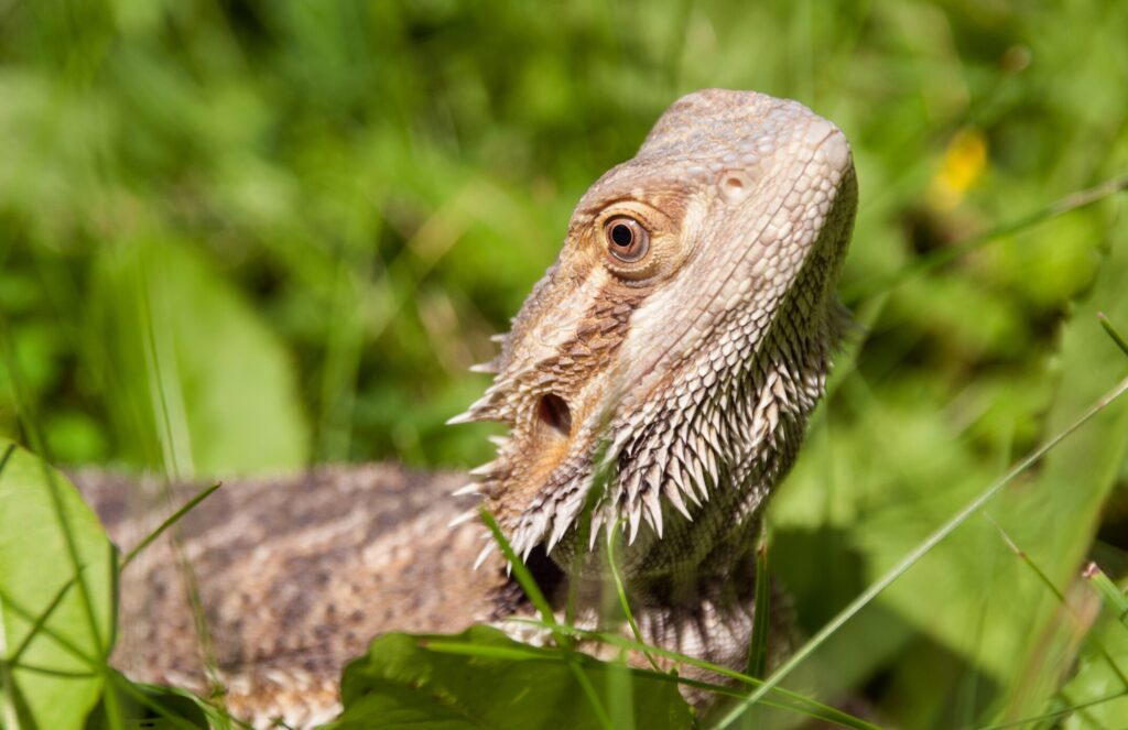 Bearded dragon mouth
